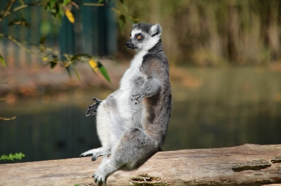 Nyní můžete dělat jógu venku s lemury - a je to tak kouzelné!